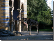 Giraffen im Zoo